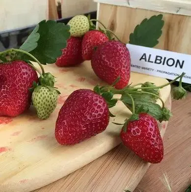 Саджанець полуниці «Альбіон (Albion)»